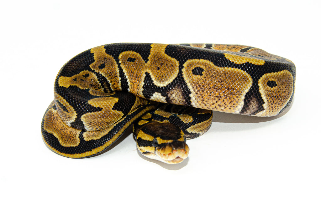 Baby Ball Python (Python regius)